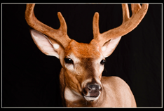 Whitetail/Mule Deer Shoulder Mount - $585